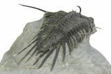 Spiny Psychopyge Trilobite - Short Snout Variant #350475-4